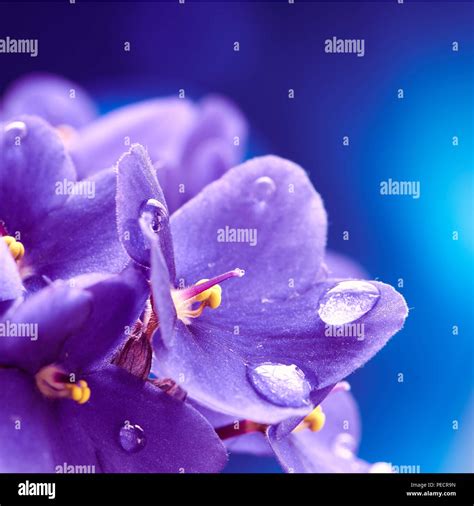 Violets Flower High Resolution Stock Photography And Images Alamy