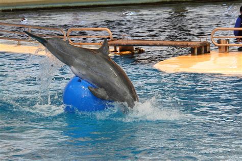 Dolphin Show National Aquarium In Baltimore Md 121242 Photograph By
