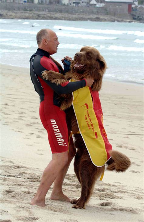 Steve jamieson is on facebook. Bilbo: the UK's only four-legged lifeguard | Life | Life ...