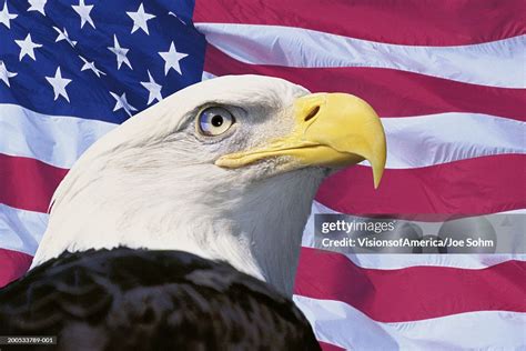 Bald Eagle In Front Of American Flag High Res Stock Photo Getty Images