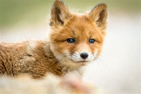 Chukotka Animals Lovely Photos Of Russian Foxes By Ivan Kislov