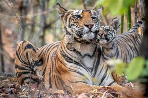 heartwarming tiger cub utters first mom in adorable yet strict motherly bond video