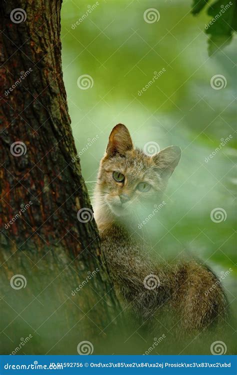Wild Cat Felis Silvestris Animal In The Nature Tree Forest Habitat