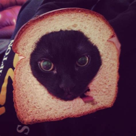 Cat Breading Cat Bread Cats Bread
