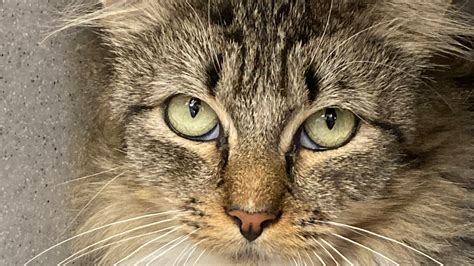 Ri Pet Of The Week Tabby Cat Sloan Needs A Little Tlc
