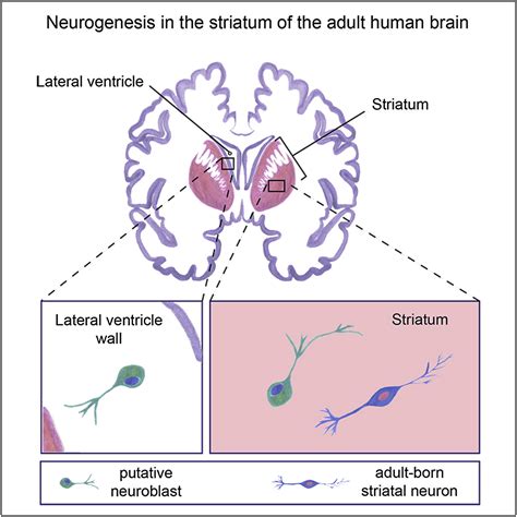 春夏新作モデル Neurogenesis Brain In Institute The Adult Of Neurogenesis