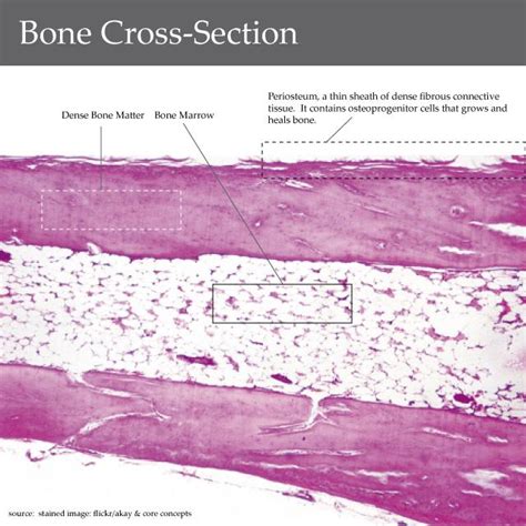 Start studying cross section of bone. lecture 7.2 bone formation - Biology 2320 with Sawitzke at ...