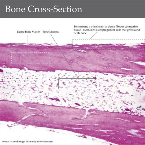 Later discussions in this chapter will show that bone is also dynamic in the wider section at each end of the bone is called the epiphysis (plural = epiphyses ), which is filled with spongy bone. lecture 7.2 bone formation - Biology 2320 with Sawitzke at ...