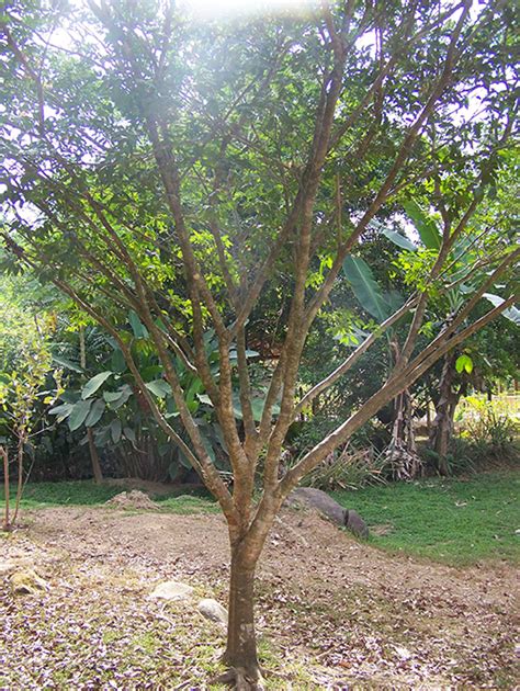 Tree Of The Month Sotacaballo Titi Conservation Alliance