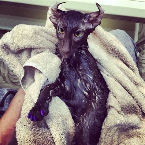 Black Oriental Shorthair Cat After A Bath Wet Curled Ears Oriental