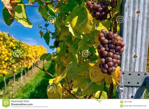 Grapes Fruits Closeup Vineyard Fall Leaves Autumn Farming Agriculture