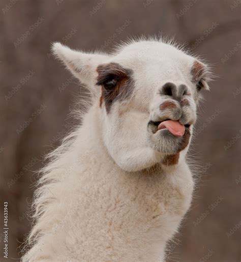 Llama Sticking Out Its Tongue Stock Photo Adobe Stock