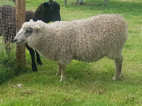 Selection Of Ewes For Sale Shetland Sheep Society