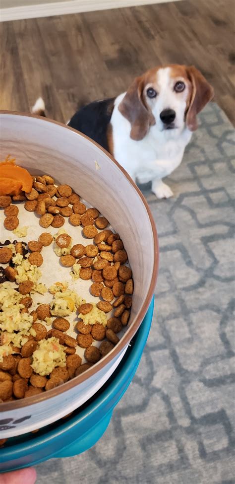 Belle took to the food right away (and she's usually a picky eater). Fresh Food: Farmer's Dog Food Review - Wag and Cluck