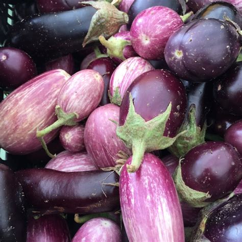 I prefer using chinese eggplants but italian, graffiti or regular globe eggplants work as well. Graffiti Eggplant Information, Recipes and Facts