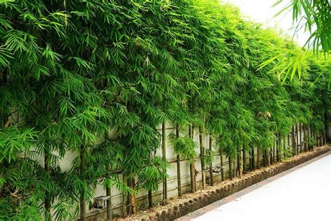 What Bamboo Is Best For Privacy Screens Bamboo Plants Hq