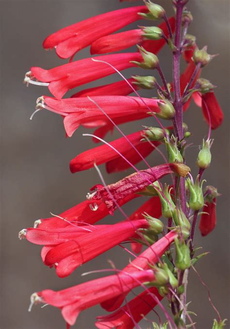 Firecracker Penstemon Penstemon Eatonii Seeds Master Gardener