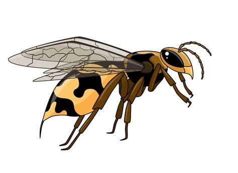 Wasp In Cartoon Style By Shushunya On Dribbble