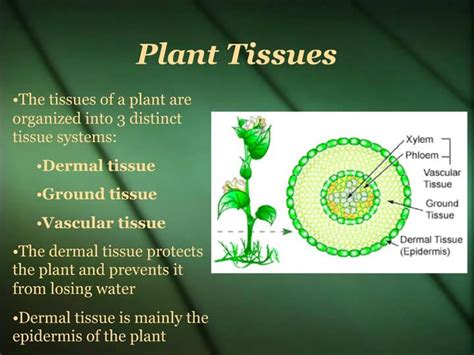Ppt Plant Tissues Powerpoint Presentation Free Download Id759034