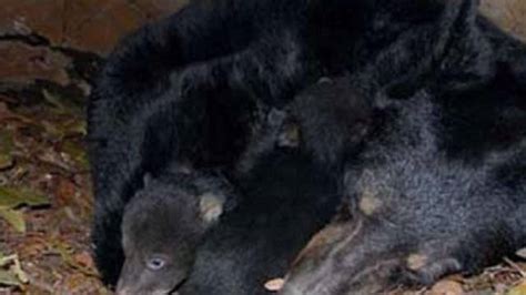 alaska dad son sentenced for killing mother bear newborn cubs latest news videos fox news
