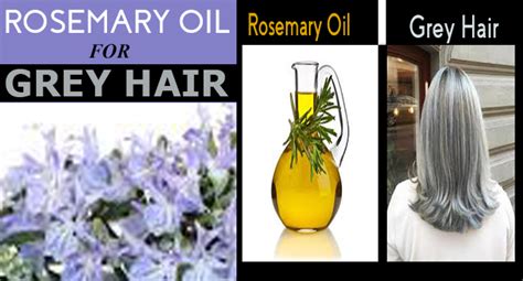 Black hair is prone to dryness as it typically does not produce as many natural oils and it is more prone to damage from environmental elements. Rosemary Oil for Grey Hair - Remedies Lore