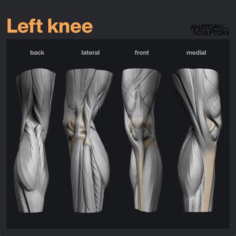 Anatomy For Sculptors Left Knee