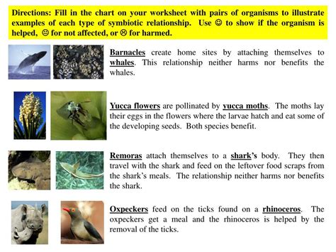 Ives keith honors biology docs. Ecological Relationships Worksheet Answers Key ≥ COMAGS Answer Key Guide
