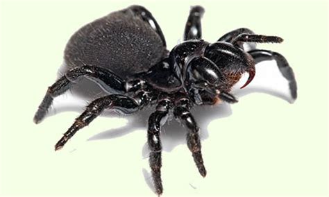 Mouse Spider Facts Venom And Habitat Information