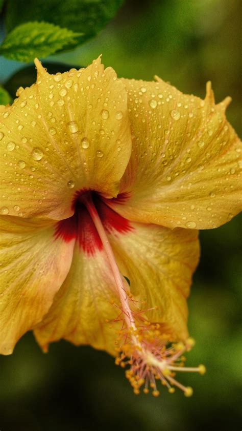 Hawaiian Flowers: Tropical Beauty and Cultural Meaning - Hawaii Private ...