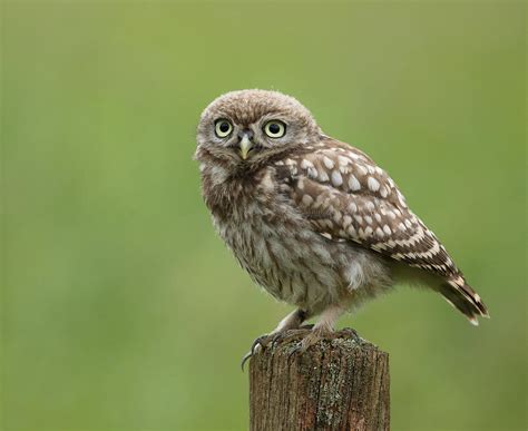 Little Owl Fledgling Photograph By Copyright Neil Neville Fine Art