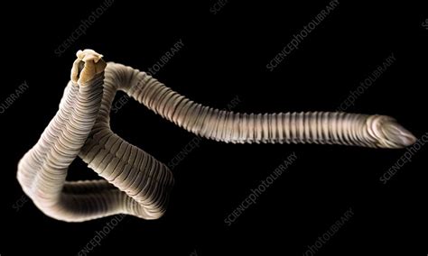 Tapeworm Sem Stock Image C0384331 Science Photo Library