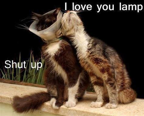 Funniest Cat Memes Ever Will Make You Laugh Right Meow Funny