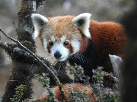 Eastern Nepal Red Pandas Habitats Are Shielded Red Pandazine