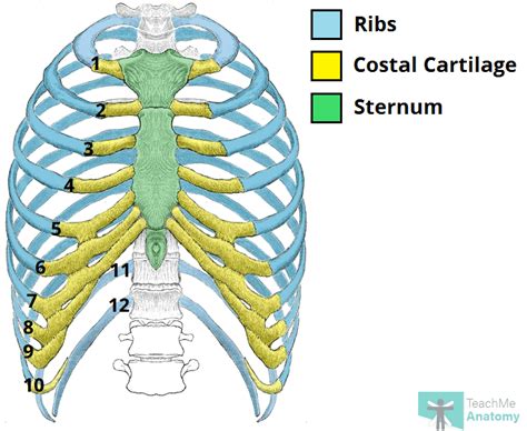 Ribs Skeleton Diagram
