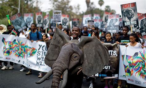 World Watches As Africa Tries To Stop Poachers Africa Defense Forum