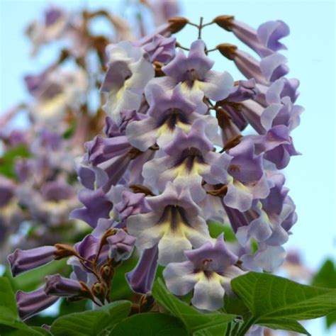 Seminte Arborele Printesei Paulownia Tomentosa