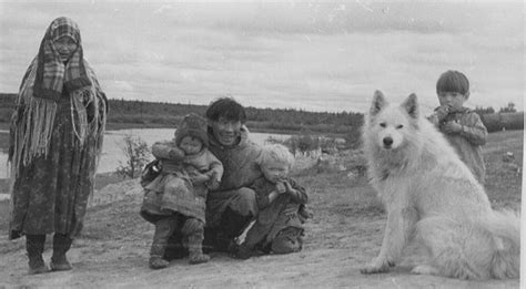 Samoyed History Icecrown Samoyeds