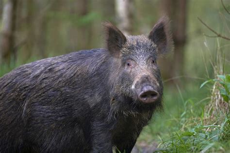 Wild Boar Shooting In The Uk What You Need To Know Shootinguk