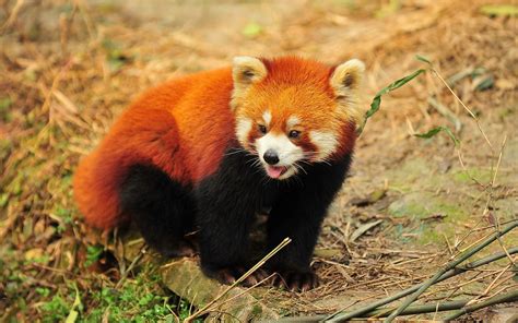 Red Panda Full Hd Wallpaper And Background Image 1920x1200 Id405179