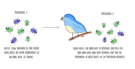 Evolution Aqa — The Science Sauce