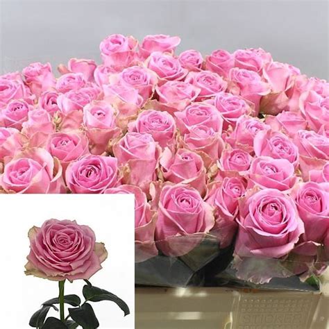 ROSE WHAM 50cm Wholesale Dutch Flowers Florist Supplies UK