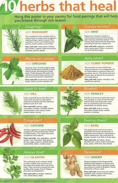 10 Herbs That Heal Healing Herbs Herbs For Health Herbs