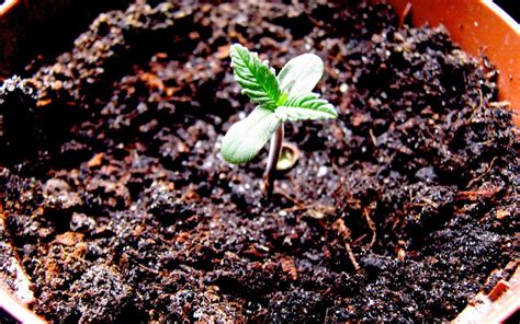 Cultivo De Cannabis Una Guía Para Principiantes