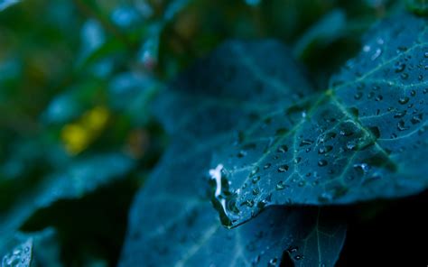 Nature Leaves Water Drops Macro Wallpapers Hd Desktop And Mobile