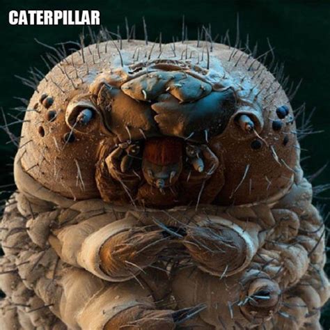 Creatures Under The Microscope 20 Pics