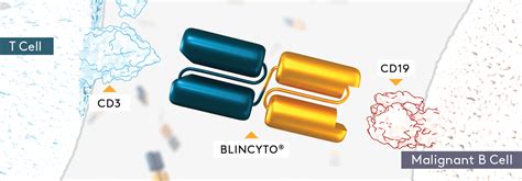 Blincyto Mechanism Of Action Moa Blincyto Blinatumomab