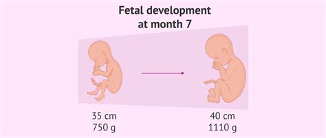 Baby Development During The 7th Month Of Pregnancy