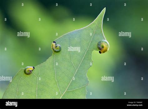 Green Worms Eat Leaves Stock Photo Alamy