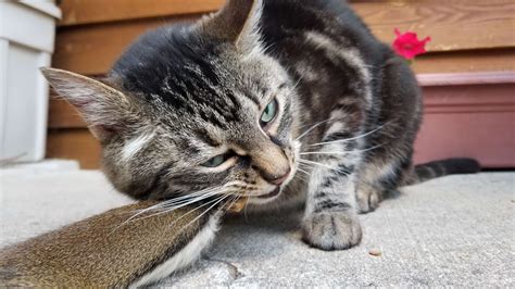 Herbivores such as elephants cannot survive without a lot of trees and grasses to eat. Are Cats Omnivores? Here's the reason cats must eat meat ...