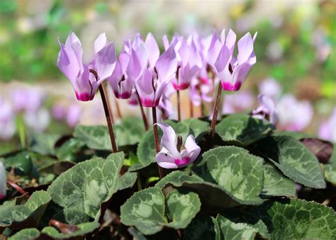 The Meaning And Symbolism Of The Word Cyclamen
